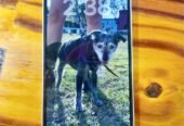 Iphone 13 sin detalles en caja