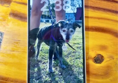 Iphone 13 sin detalles en caja